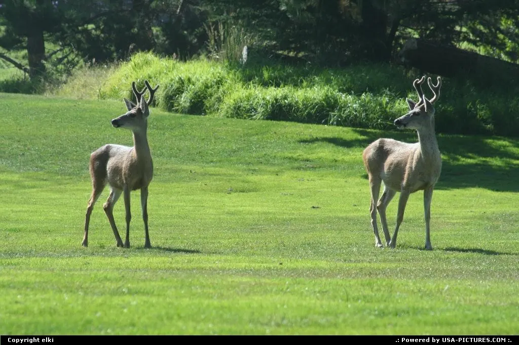 Elk