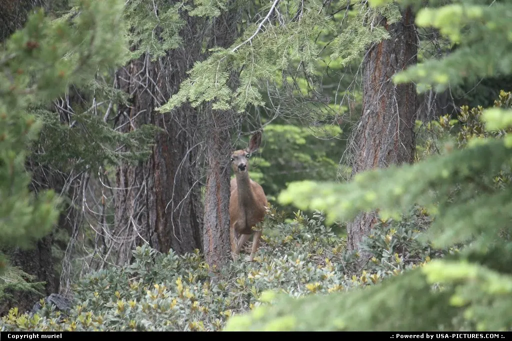 California Sequoia