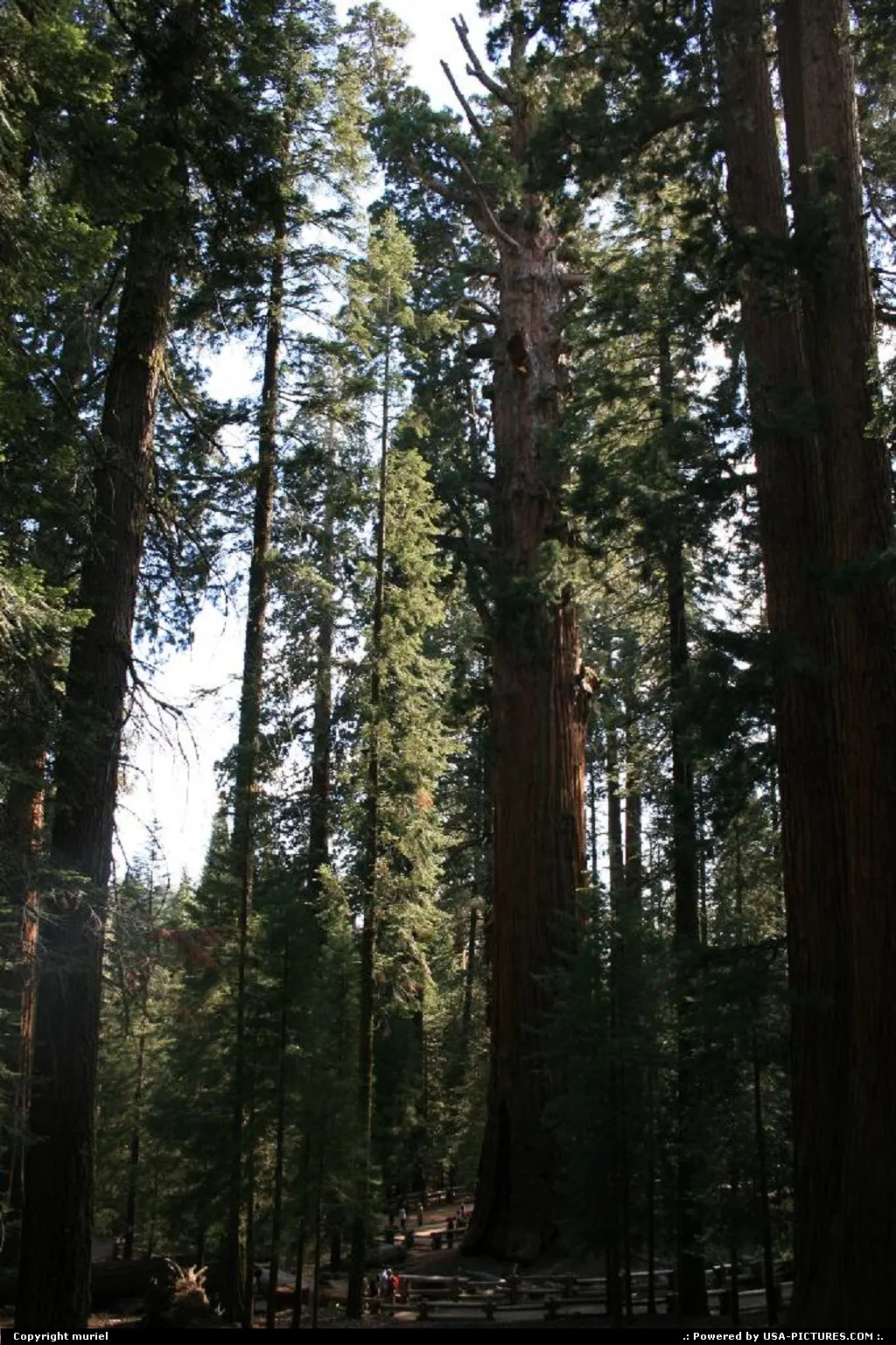 California Sequoia