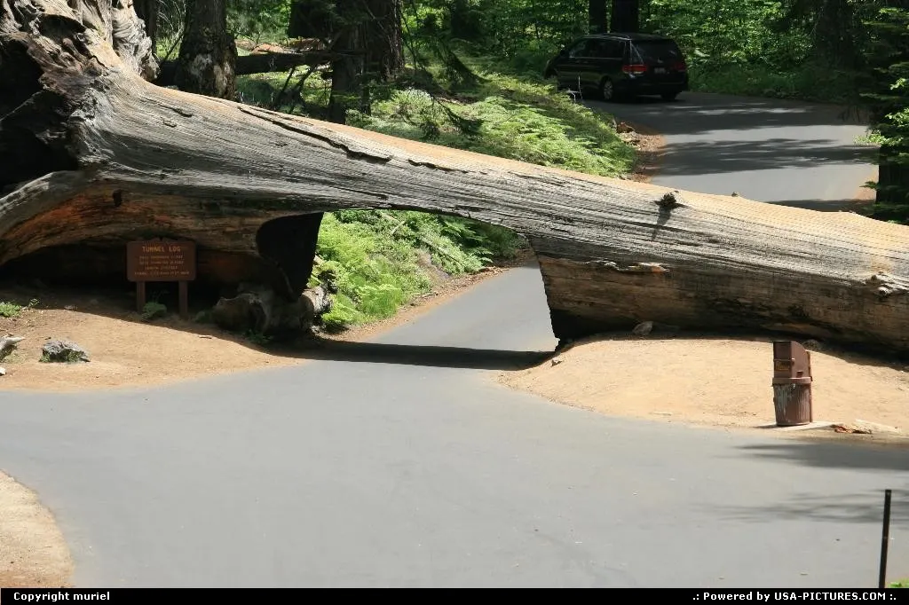 California Sequoia