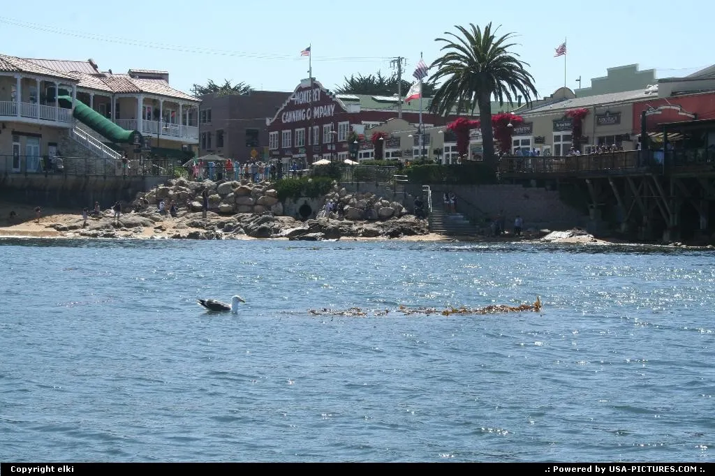 Sea Kayak in monterey bay, in the middle of aquatic life !