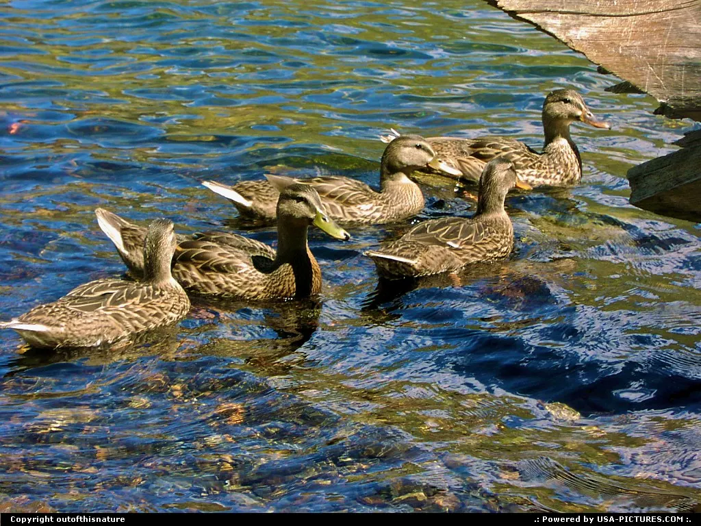 It's a duck's life