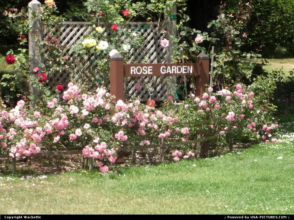 rose garden golden gate park
