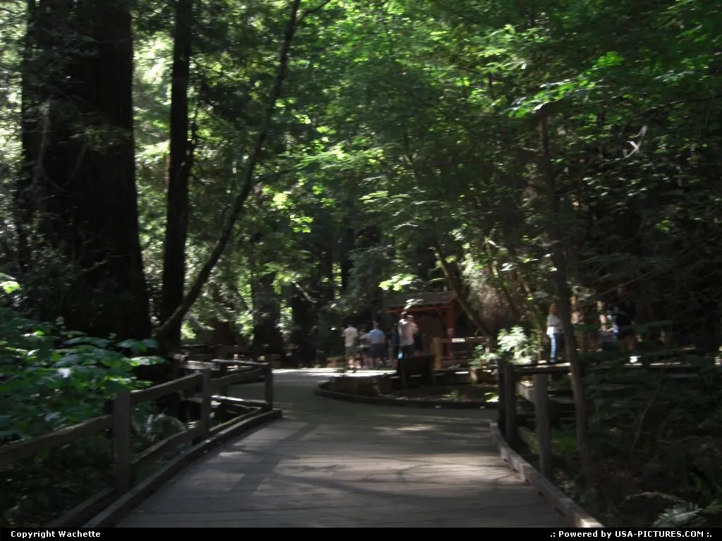 muir wood near san francisco