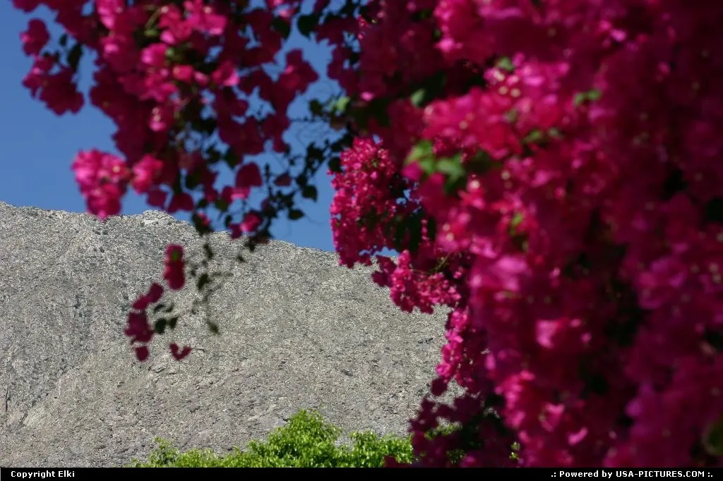Flowers under the sun