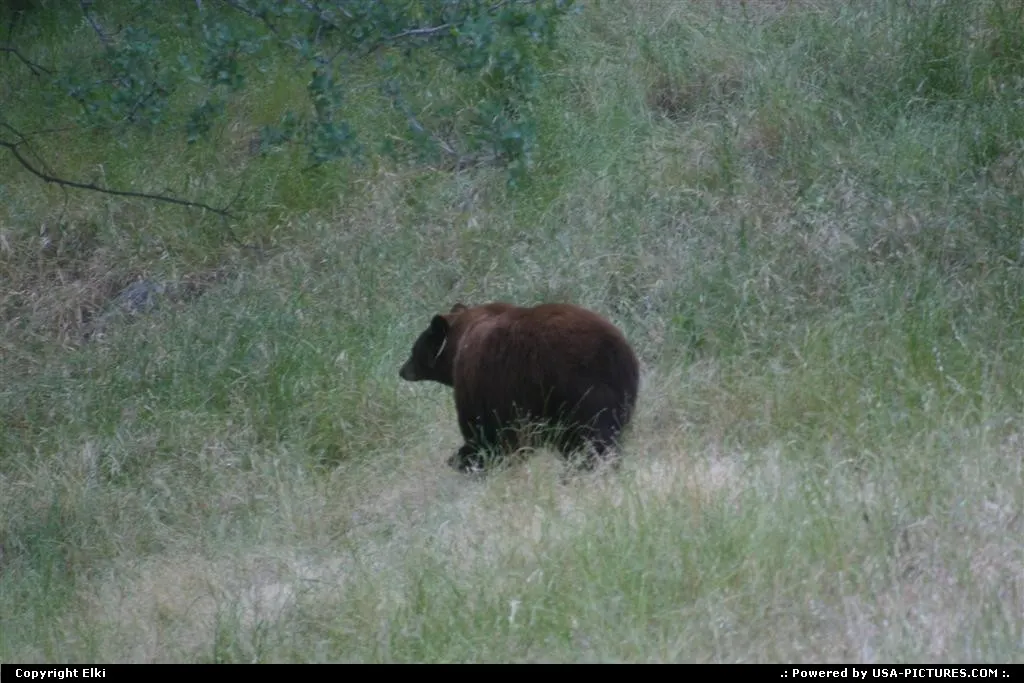 Wildlife within de parc