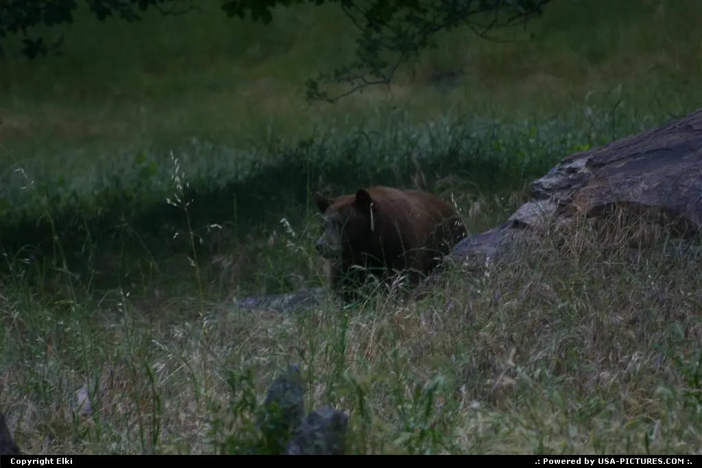 Wildlife within the park