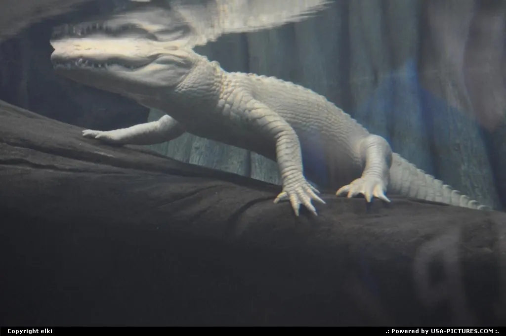 Albino aligator @ academy of science in the golden gate park