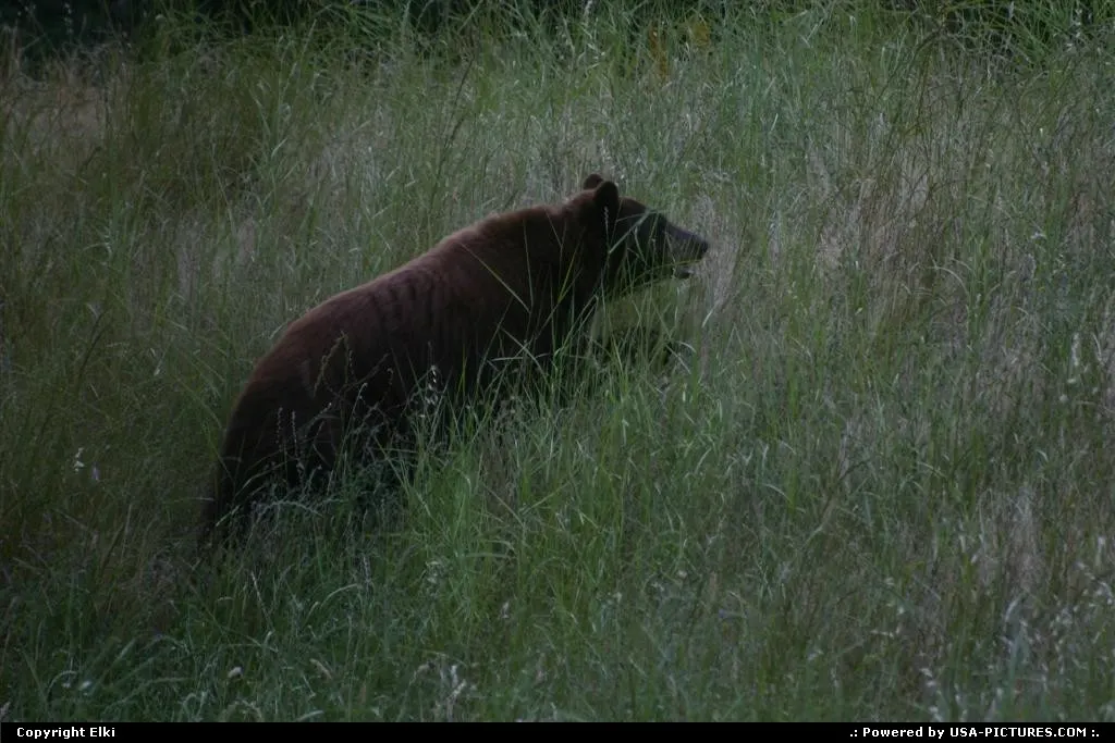 Wildlife within the park