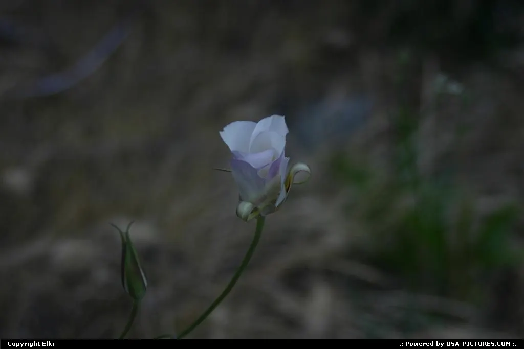 Flower within the park