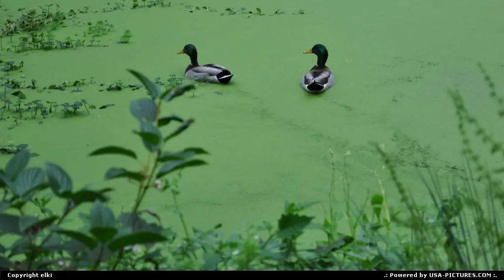 green neck duck enjoying golden gate park mare