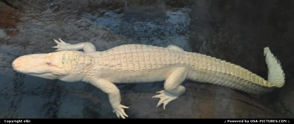 albino aligator @ academy of science @ san francisco golden gate park
