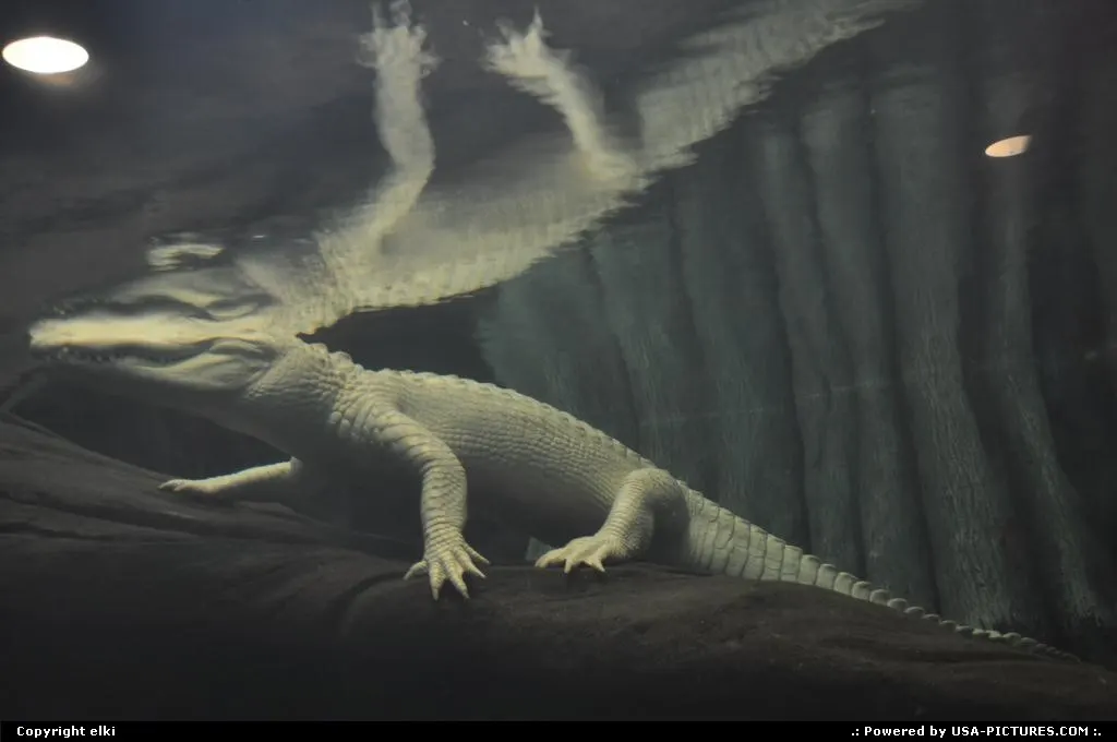 Albino aligator @ academy of science in the golden gate park