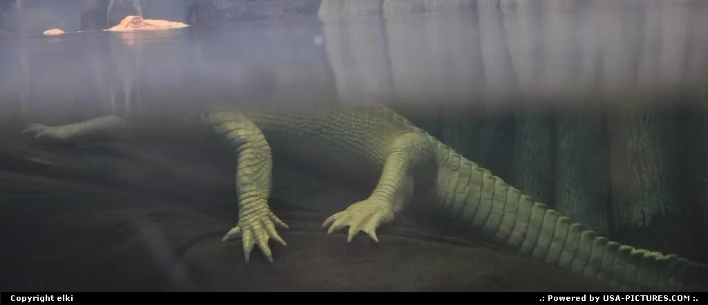 Albino aligator @ academy of science in the golden gate park