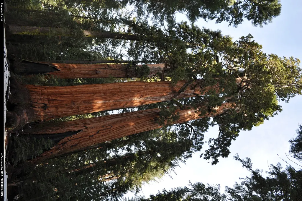 sequoia national park.