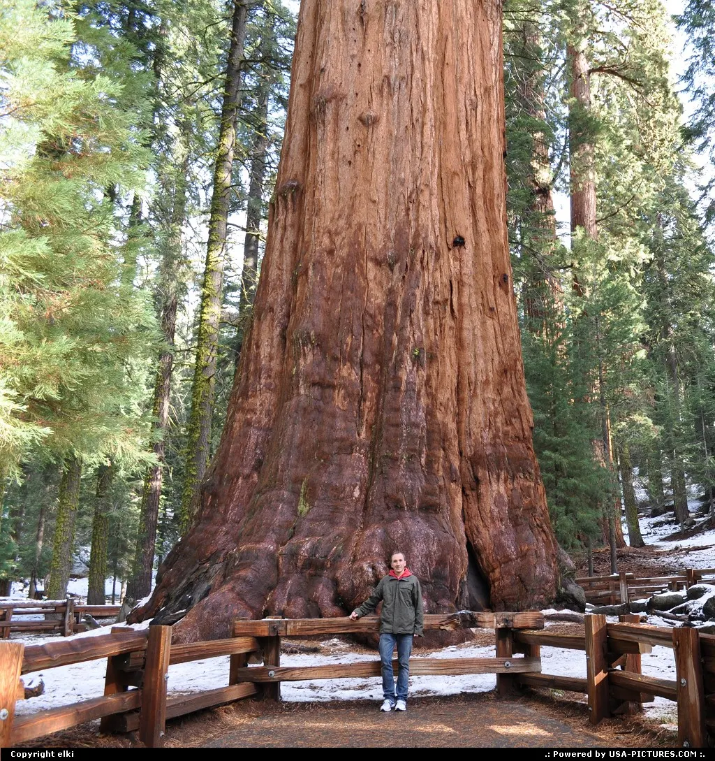 General sherman tree.