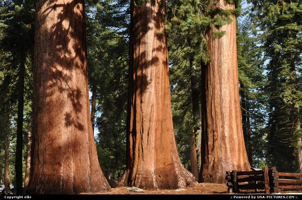 Sequoia national park. those face the museum