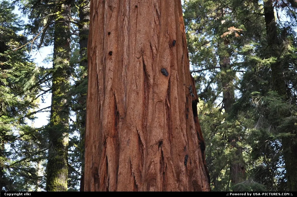 sequoia national park.