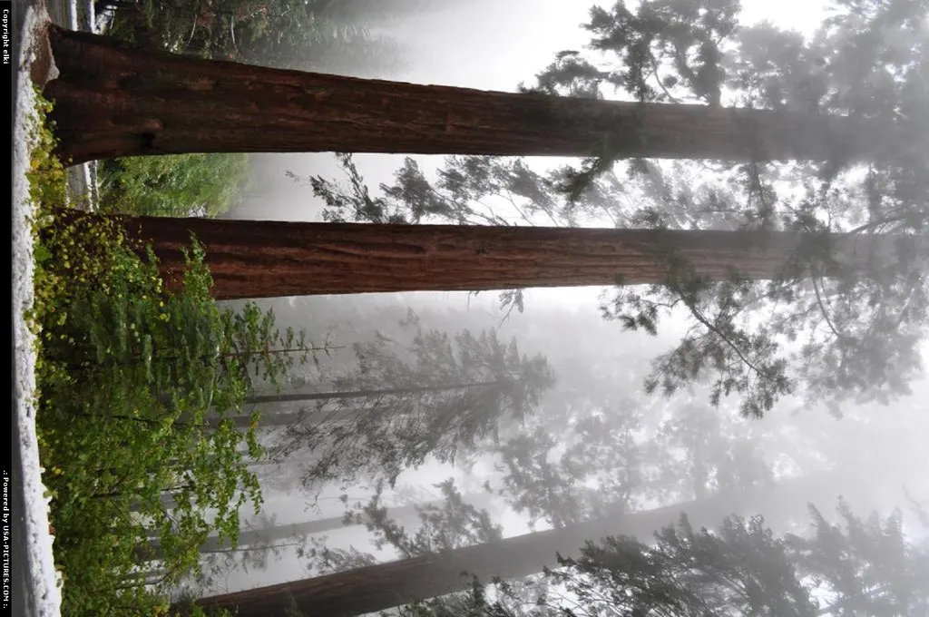 Sequoia National park