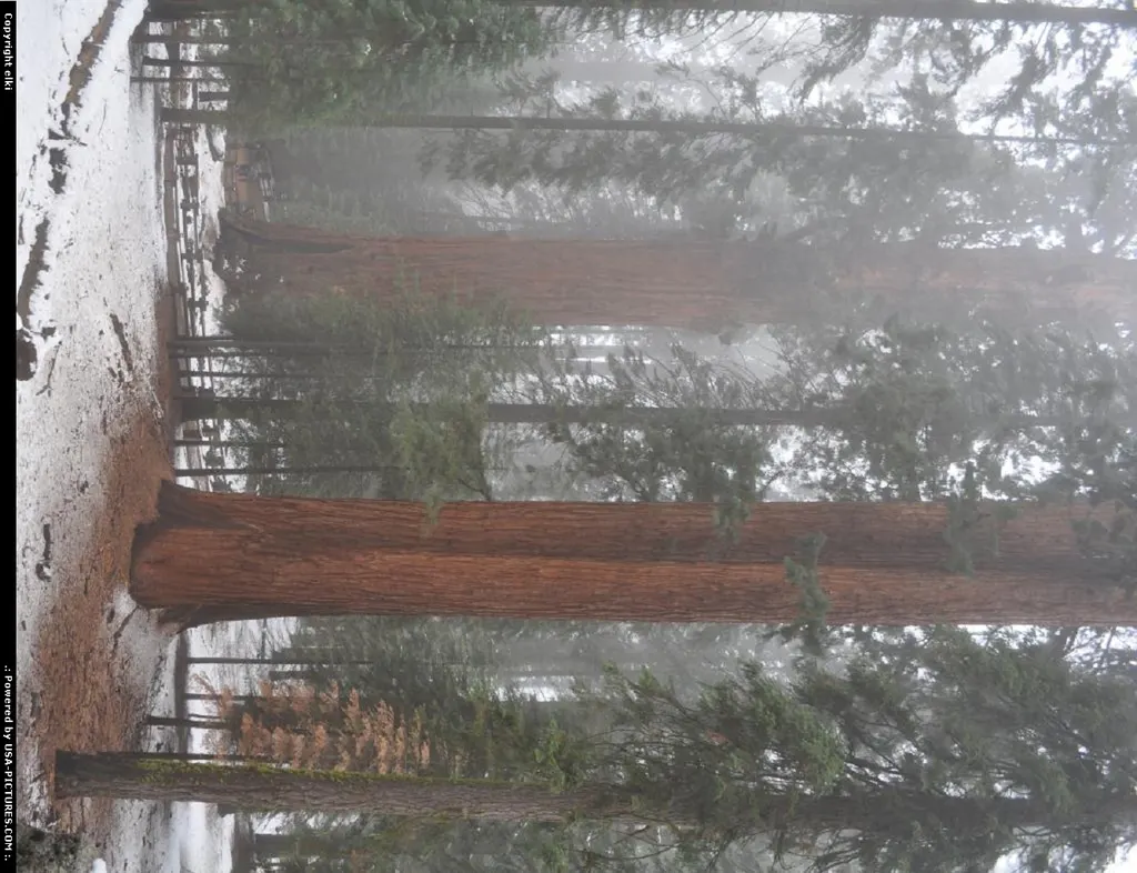 Sequoia National park. General sherman tree at the left of the picturesse