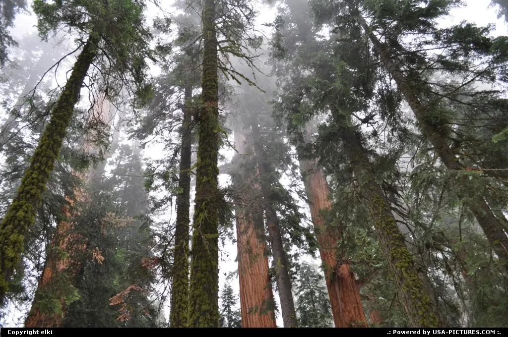 Sequoia National park