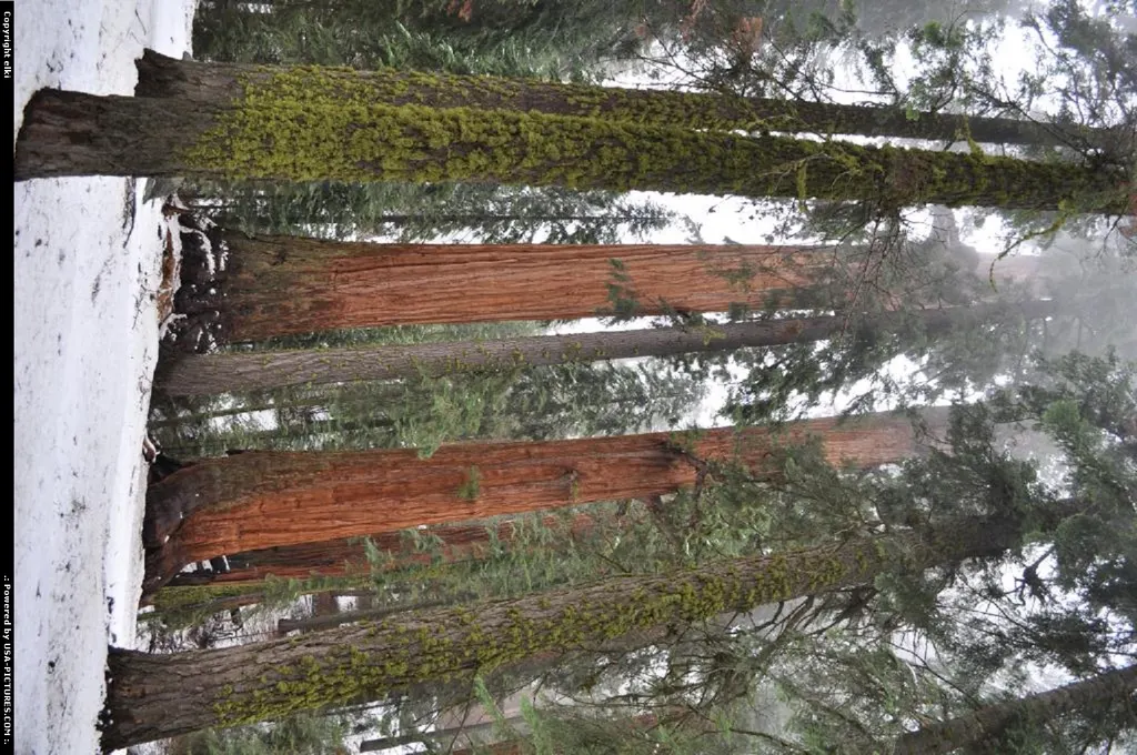 Sequoia National park
