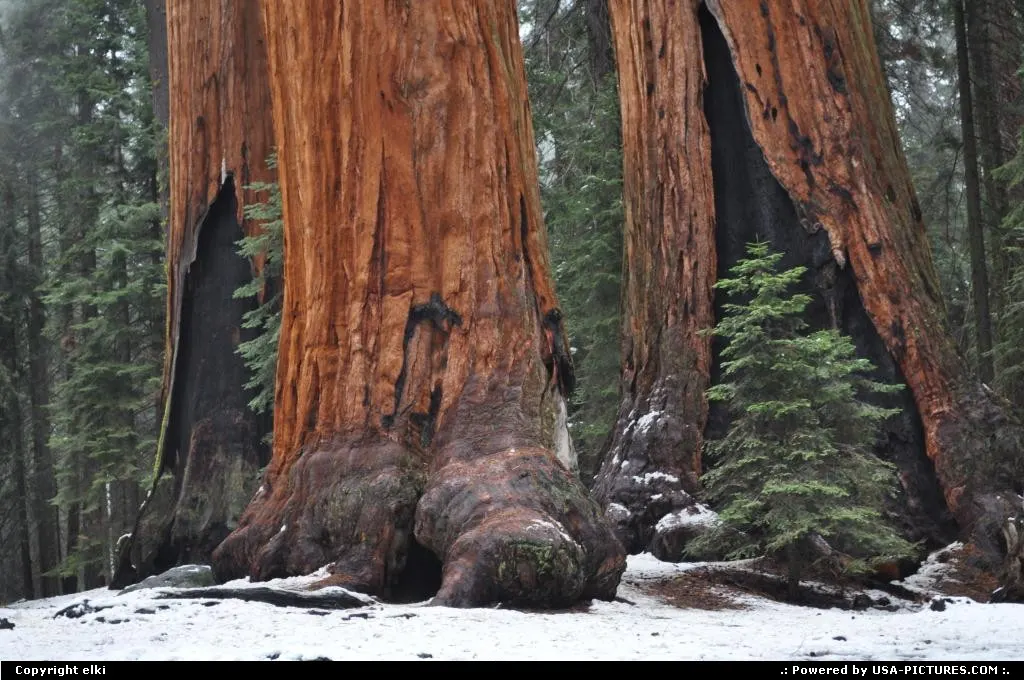 Sequoia National park
