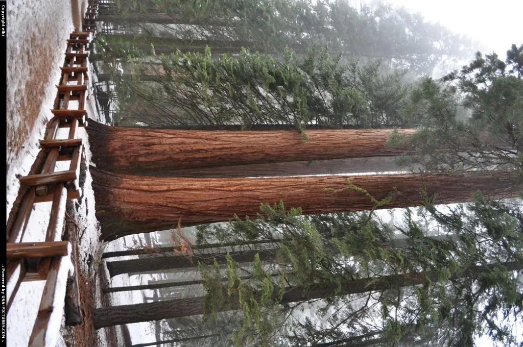 Sequoia National park