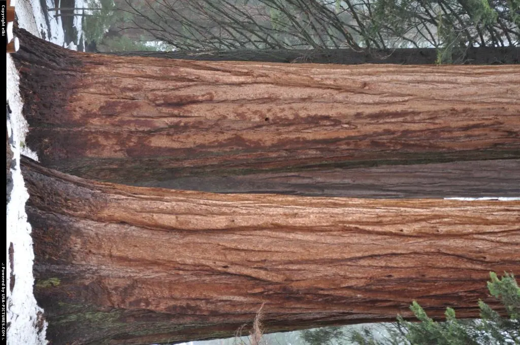 Sequoia National park