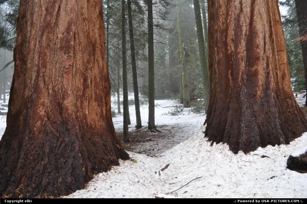 Sequoia National park