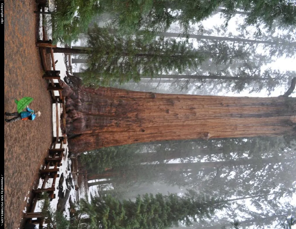 Sequoia National park