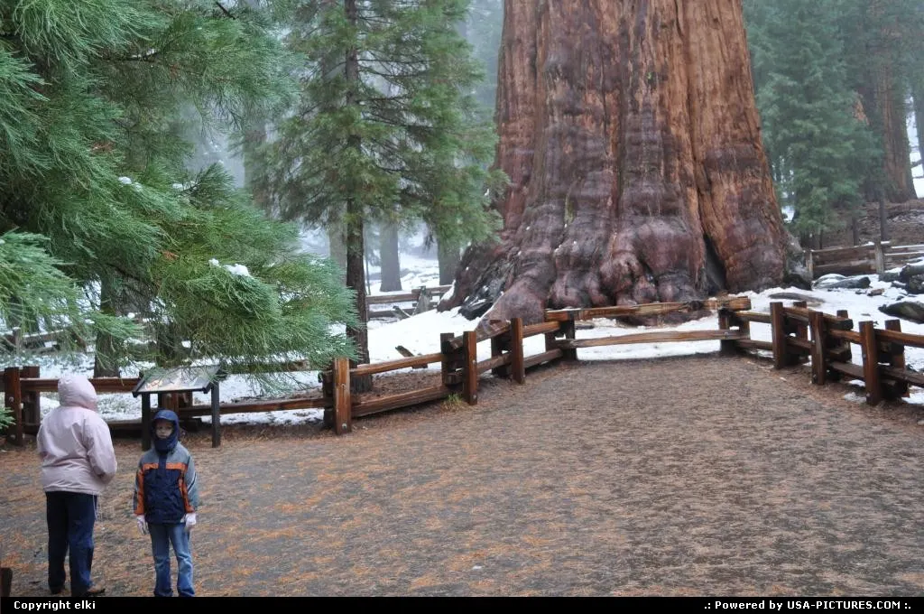Sequoia National park