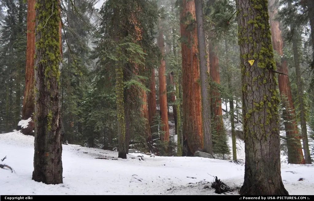 sequoia national park