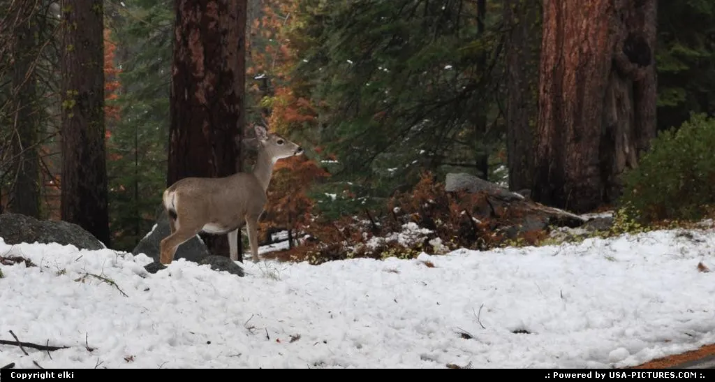 wildlife (deers ?) at sequoia national park