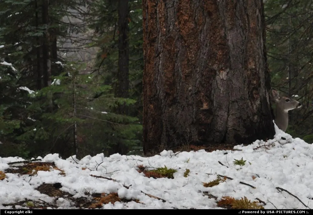 wildlife (deers ?) at sequoia national park