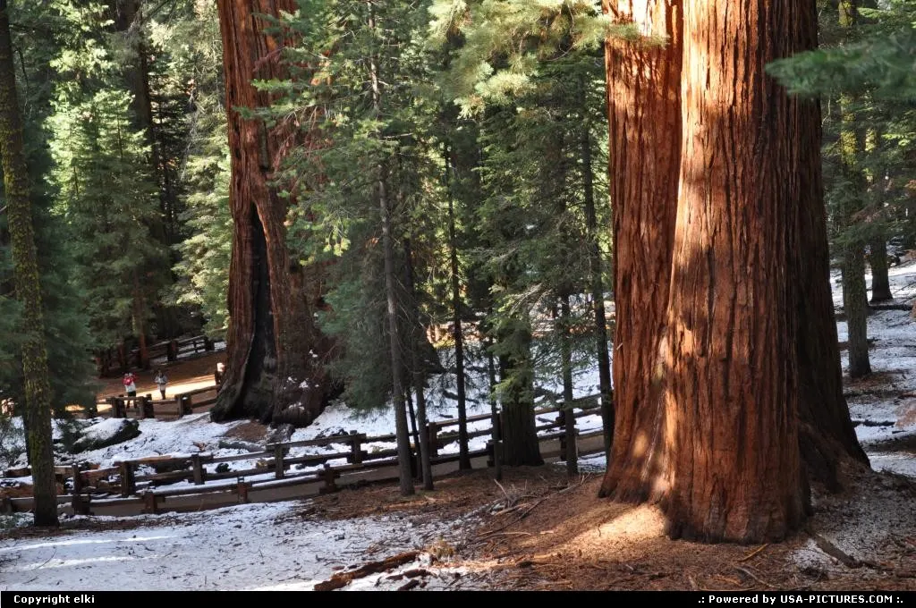 sequoia national park