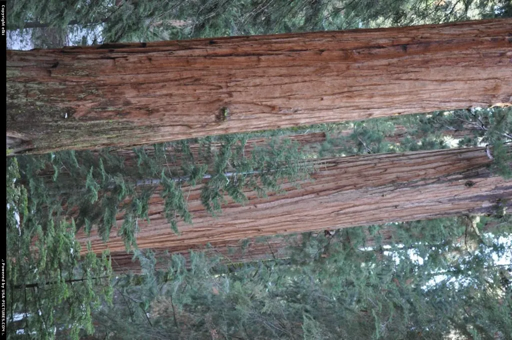 sequoia national park