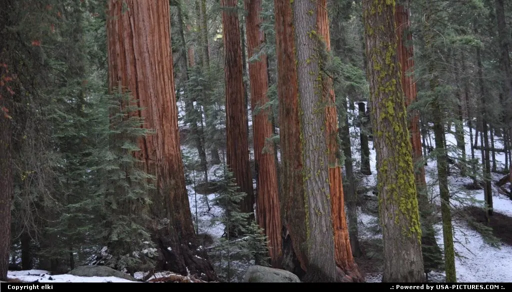 sequoia national park
