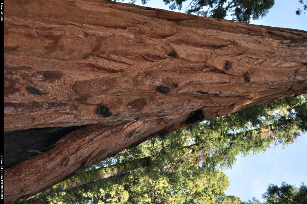sequoia national park