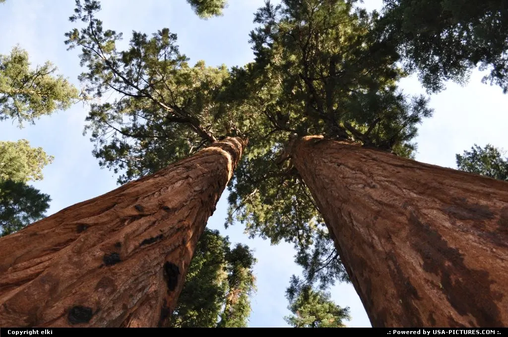 sequoia national park