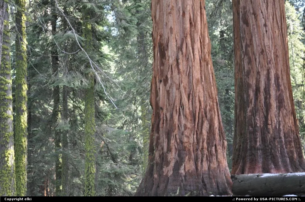 sequoia national park