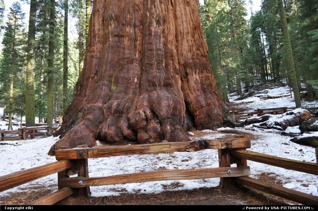 California Sequoia sequoia