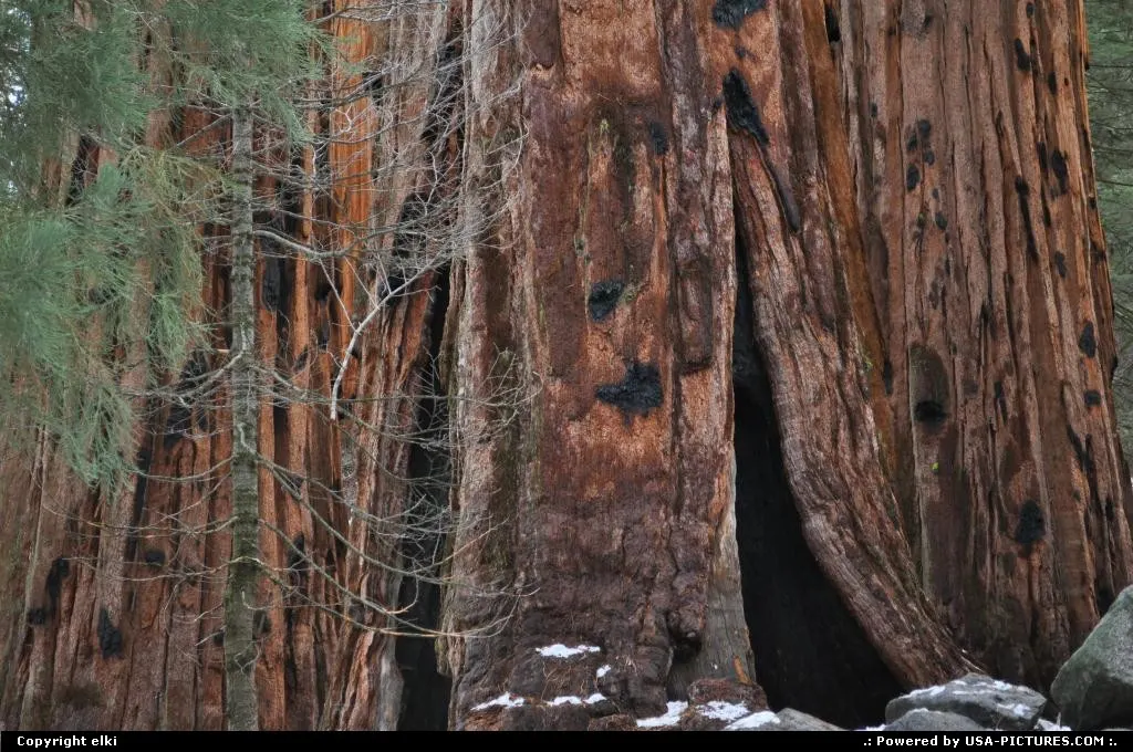 sequoia national park
