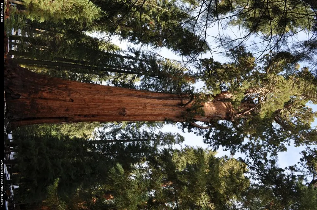 sequoia national park