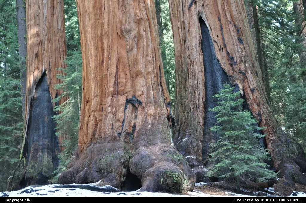 sequoia national park