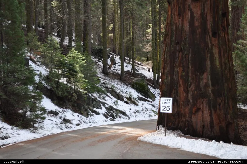 sequoia national park. giant forest