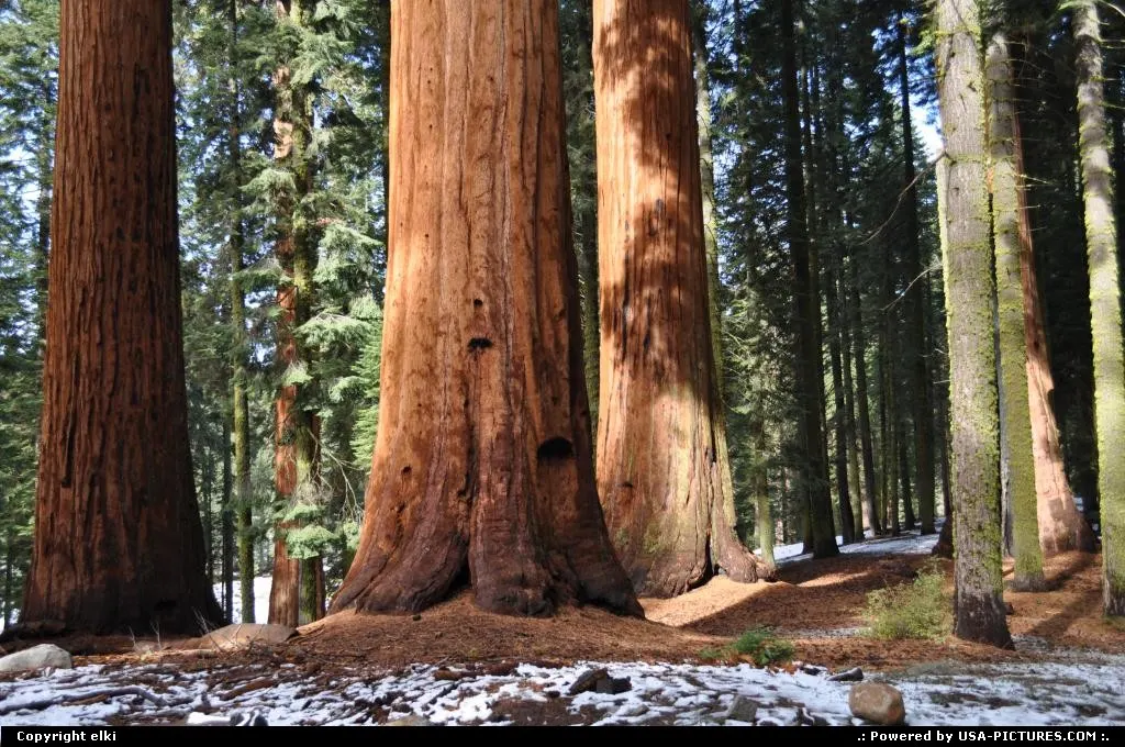 sequoia national park. giant forest