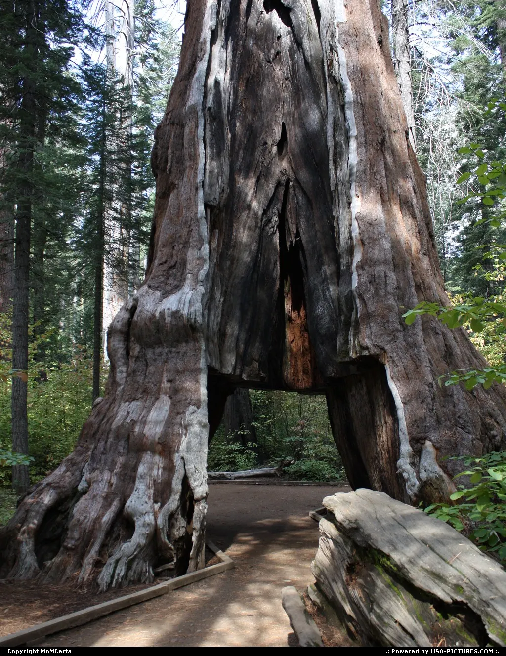 Calaveras Big Trees State Park