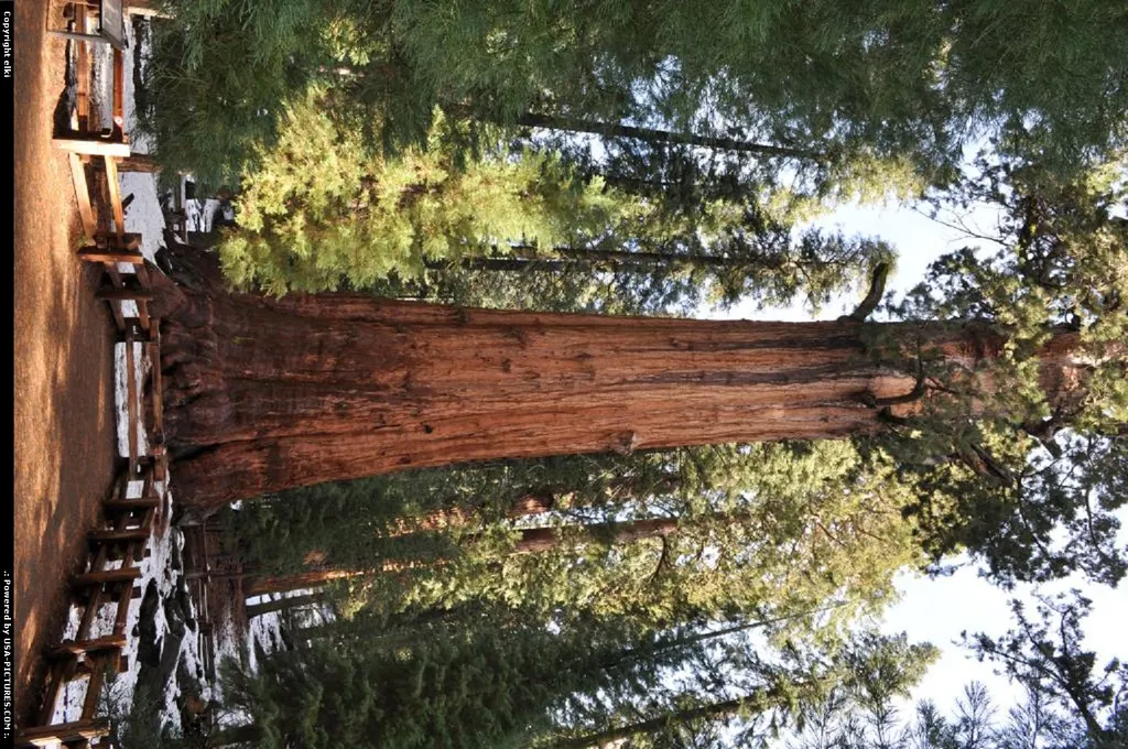 California Sequoia sequoia