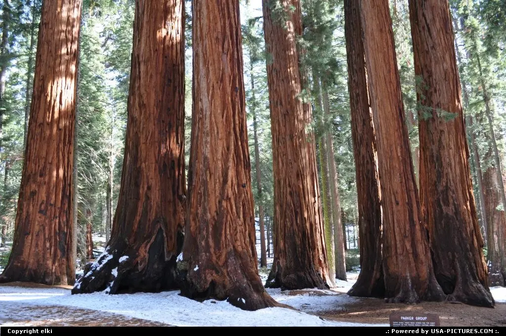 sequoia national park. parker group